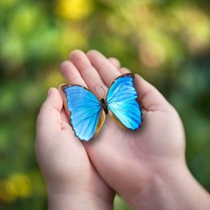 🦋Butterfly🦋🦋