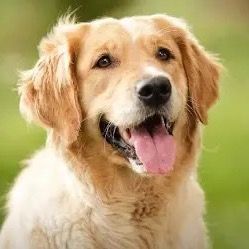 Rex