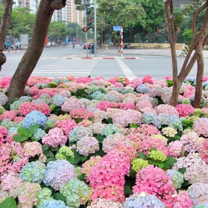 Xả Tết giá rẻ