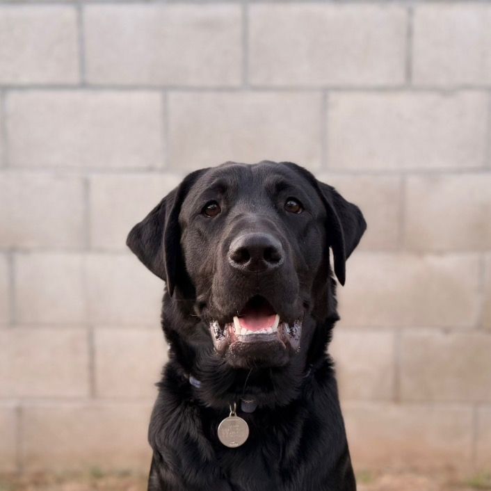those_happy_dogs