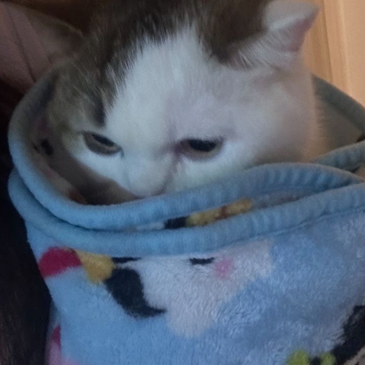 milk dragon