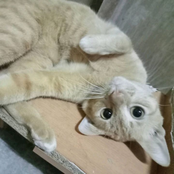 ออกัสรีวิว