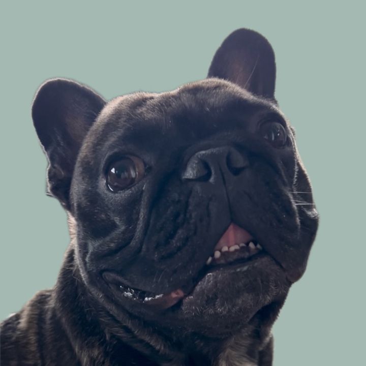 LoganTheFrenchie