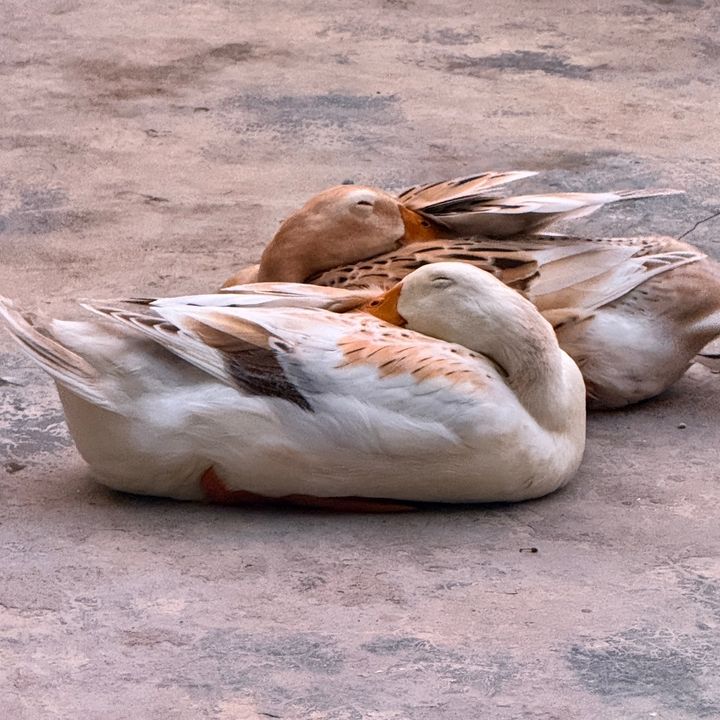 Zịt lộn hongg?