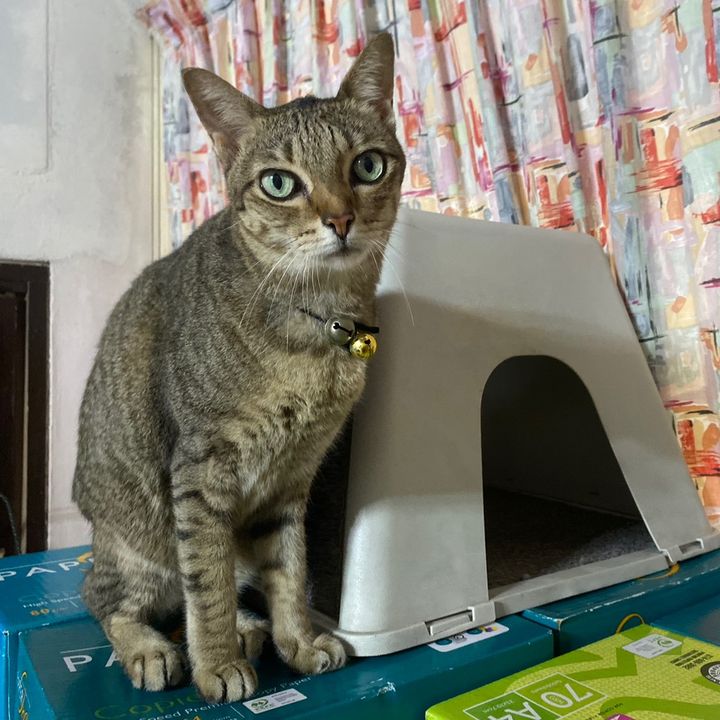 MimiMoon