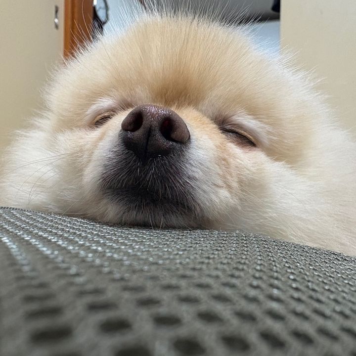 ポメラニアンりんく