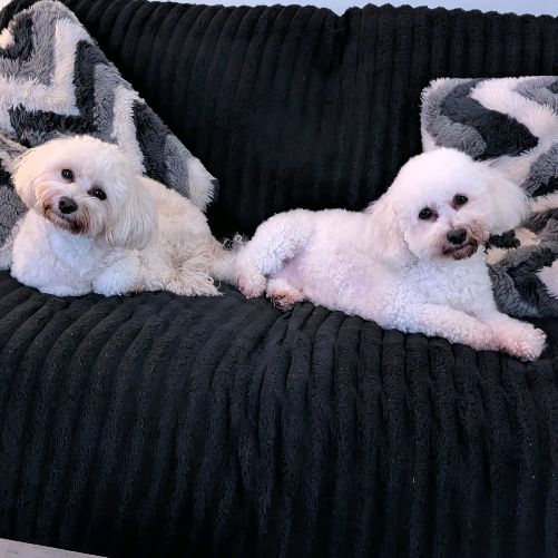 Nellylolapets
