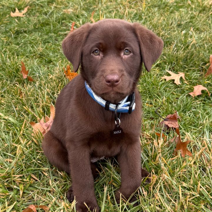 Maple the Lab