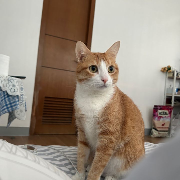 Catsdiy