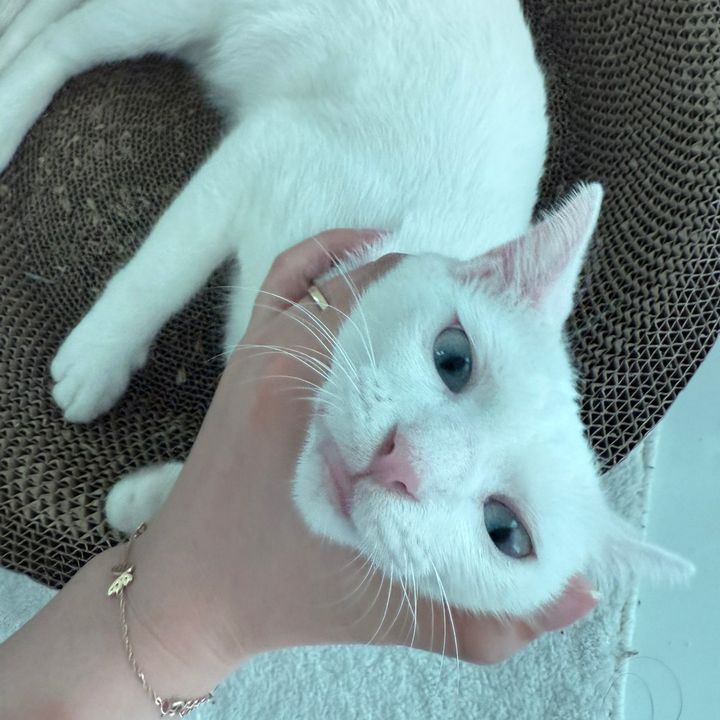 🎀Miu Mi Mướp