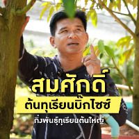สมศักดิ์ต้นทุเรียนบิ๊กไซซ์