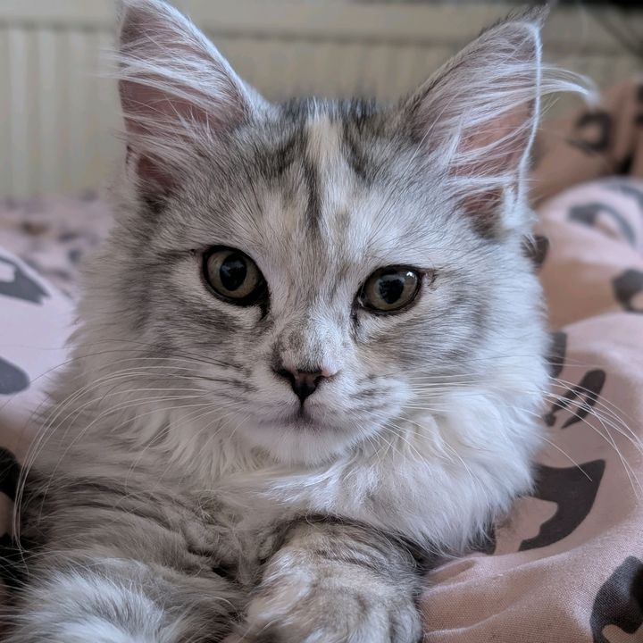 Kizzy | Mainecoon x Ragdoll🐾
