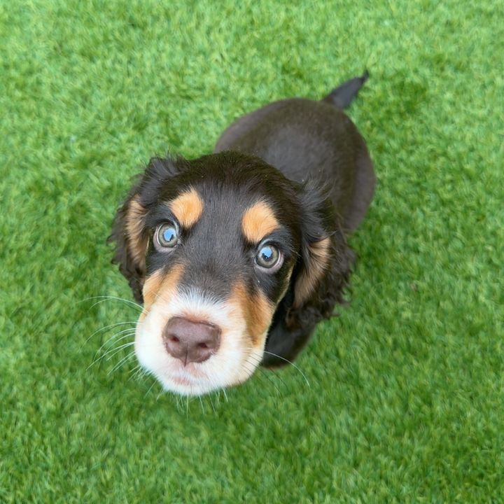 Rex The Cocker Spaniel