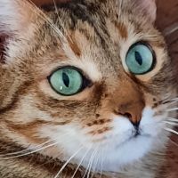 My Soul Cats