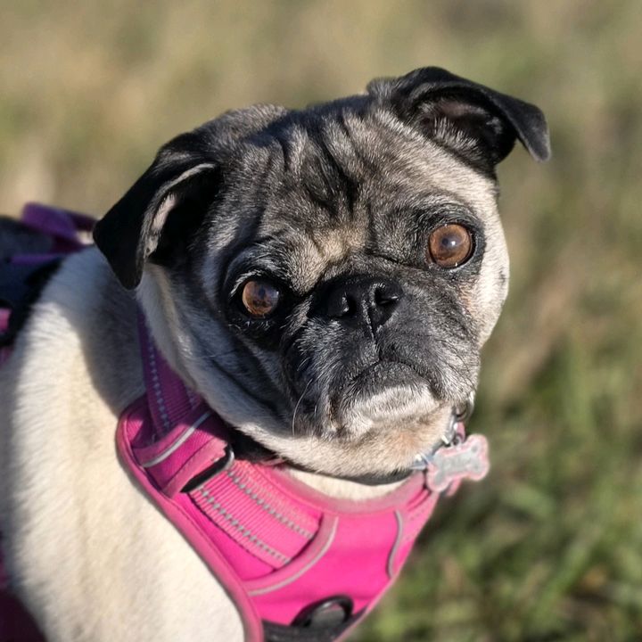 Chloe the Pug