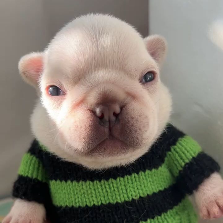 Pibblelover8