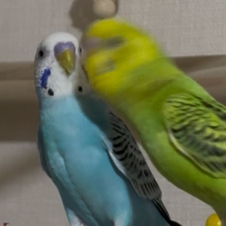 サザン