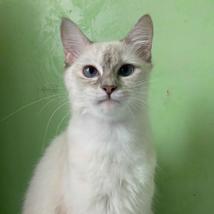 my name is pixie