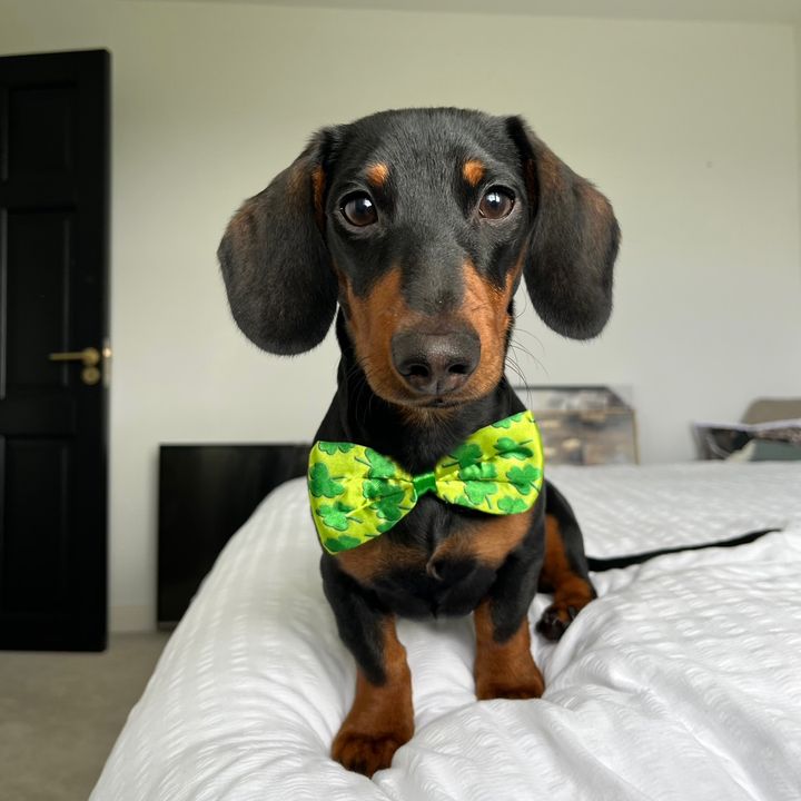 Marvin the Mini Sausage🌭