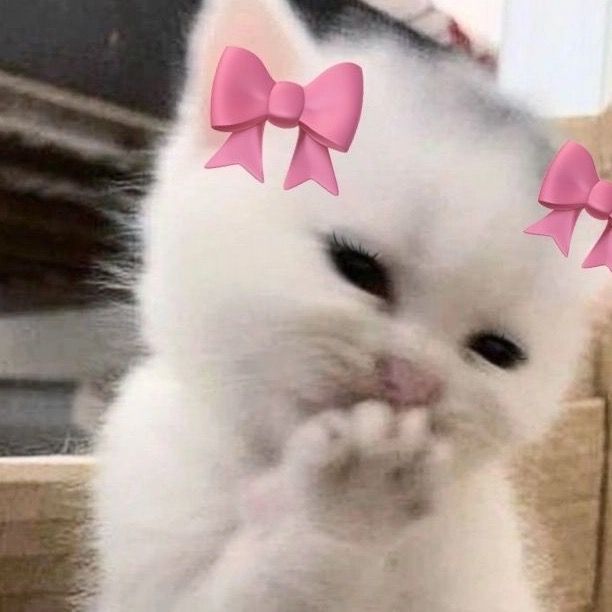 ม่อน ม่อน🧺🎀