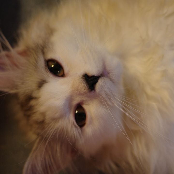葵🐈⬛