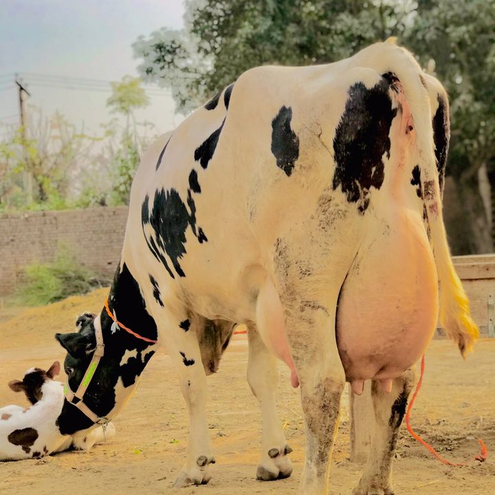 Hanjra dairy farm786