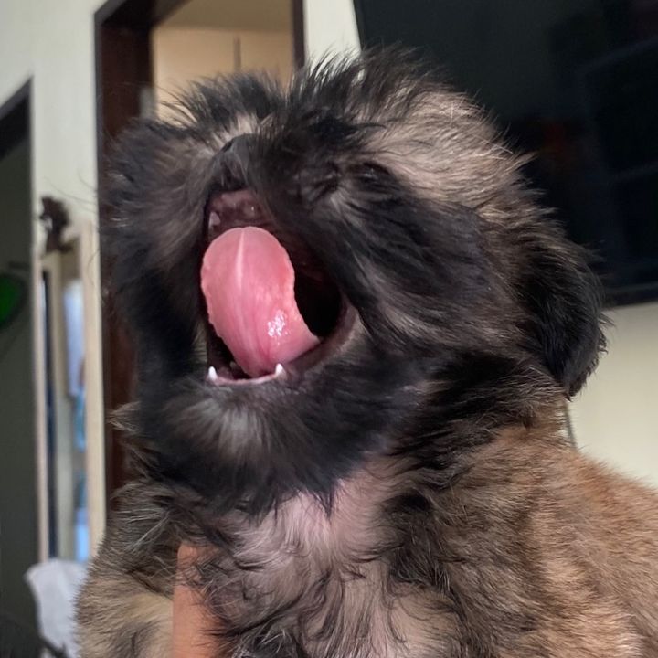 Loki🐾