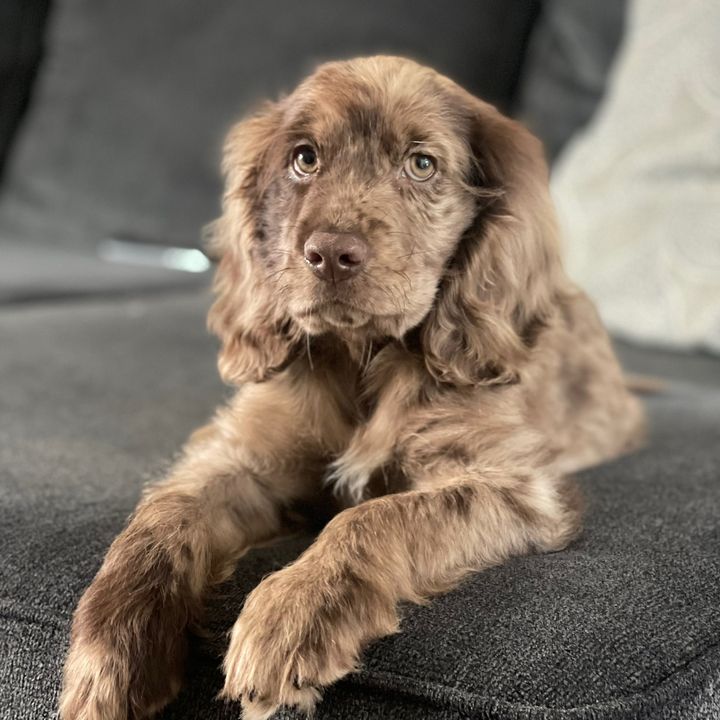 Whiskey 🐶🥃