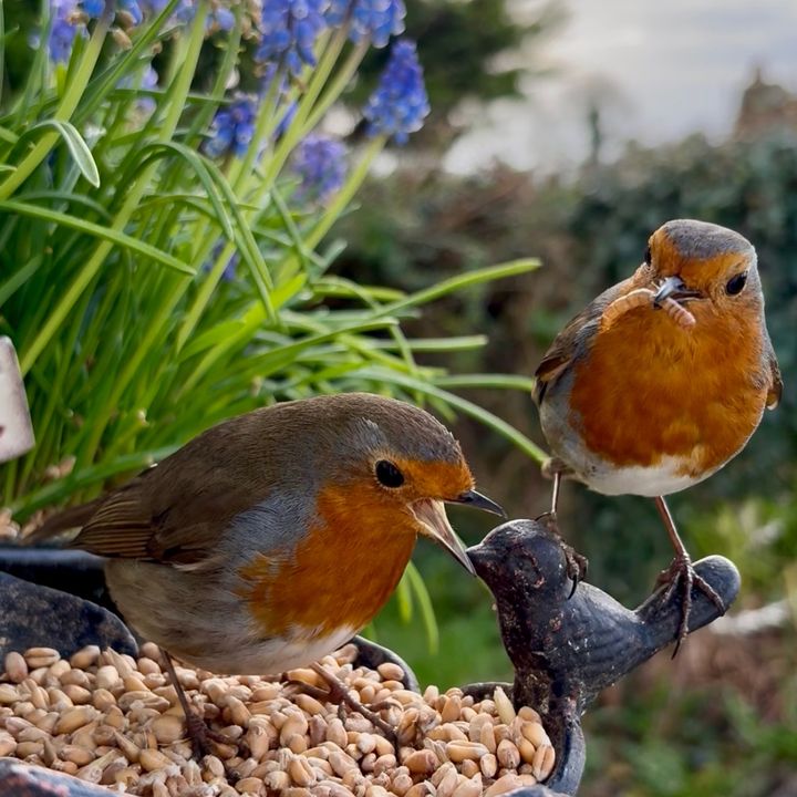 The Little Bird Feeder