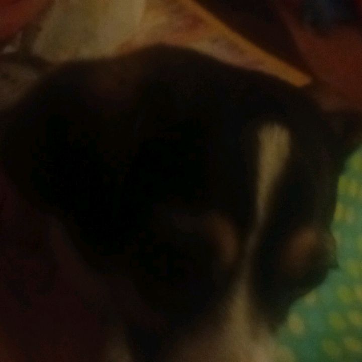 Paulie