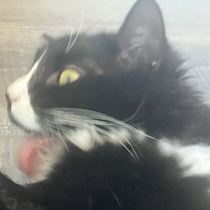 nyaancito