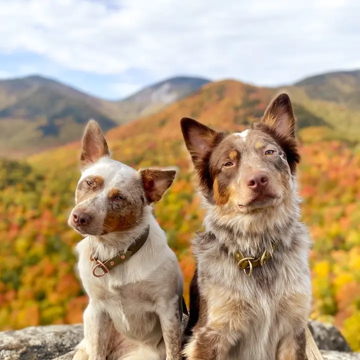 Barley, Rye & Elice