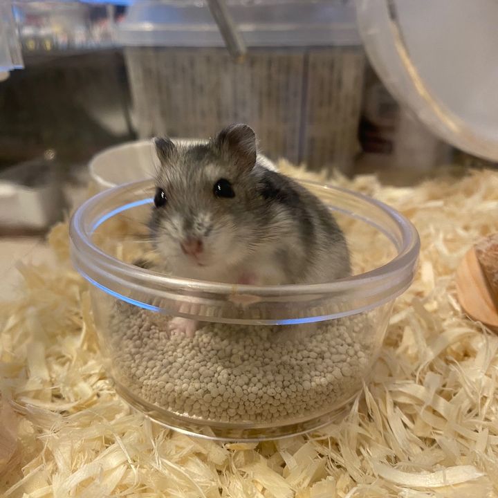 たわしの日常