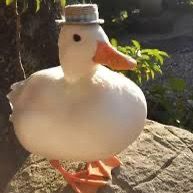 Duck sales