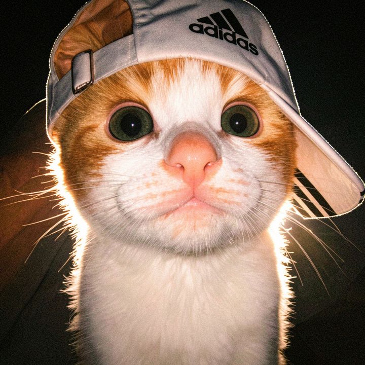 𝘾𝘼𝙍𝙍𝙔 🐦‍🔥