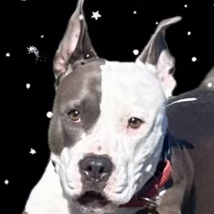1dogguy