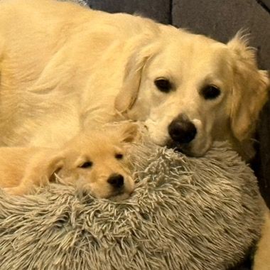 Lucy + Biscuit