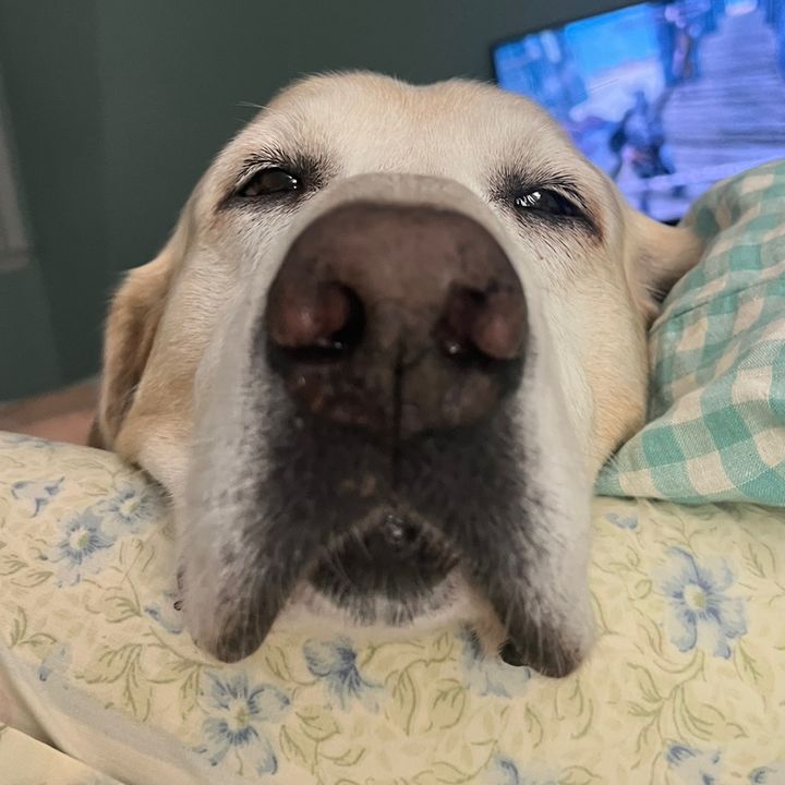 Buddy