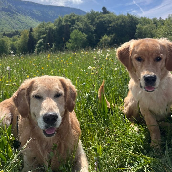 Goldenbrothers