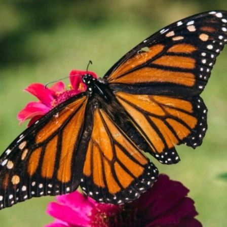 Butterfly🦋🦋