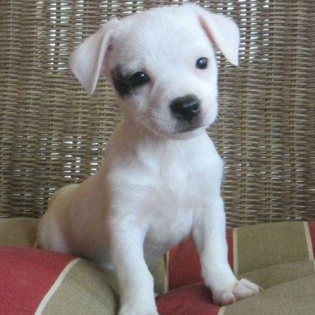 Dash The Jack Russell's World