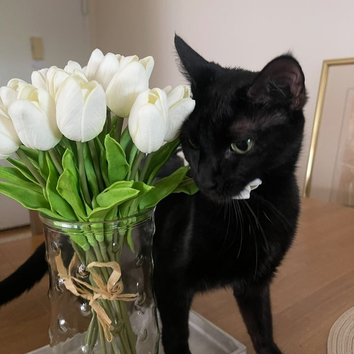 V+T’s Home Diaries