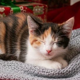 FelineFrenzy
