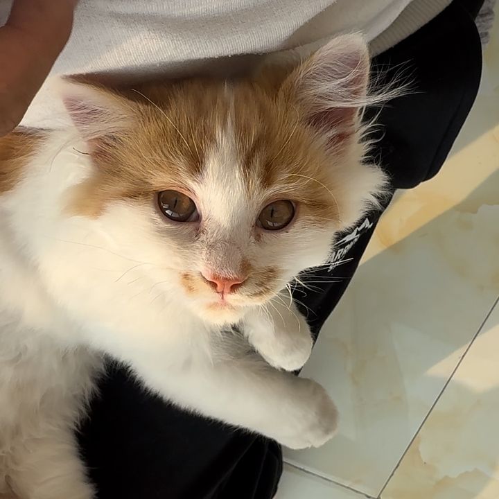 cat_vuhsih
