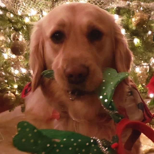 Threedogsapproved