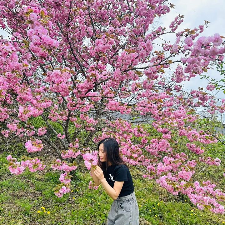 HẢI YẾN