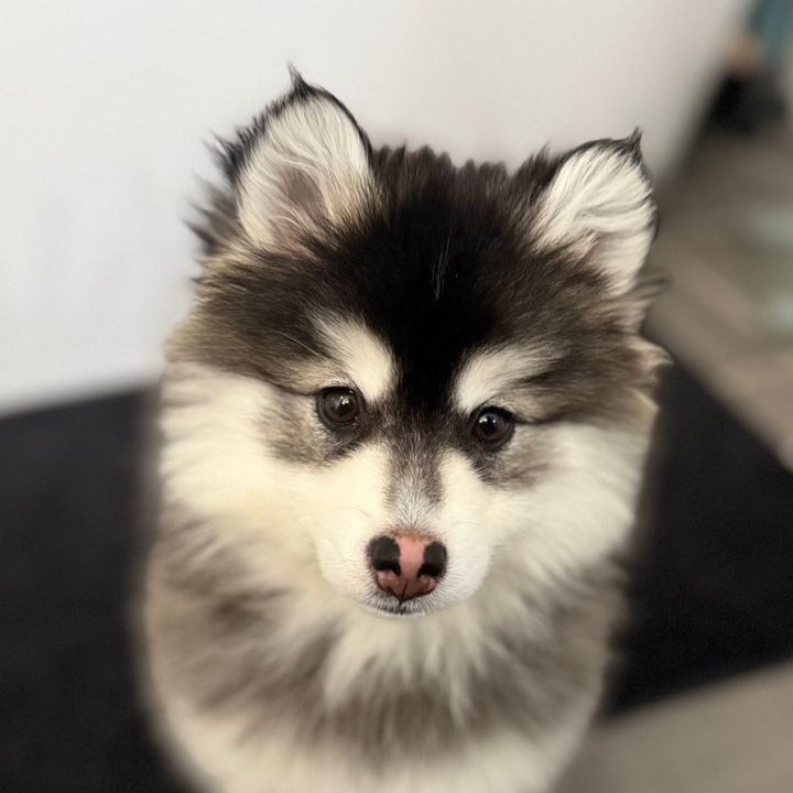 Lottie The Pomsky