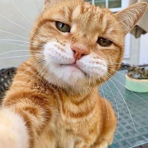 crazy pets