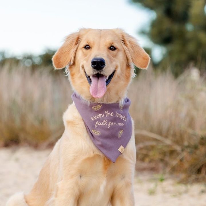 Nala the Golden