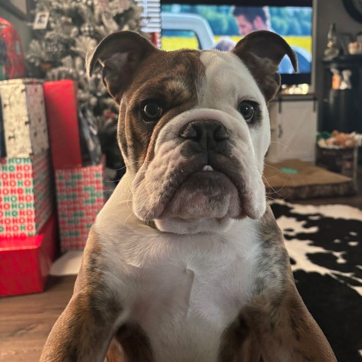 Tank the Bulldog
